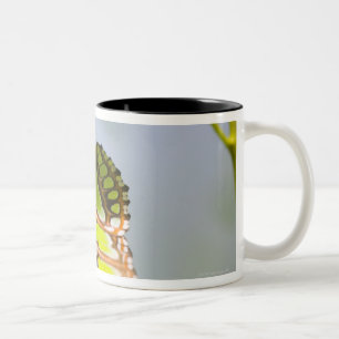 Caneca De Café Em Dois Tons Borboleta da malaquite na folha