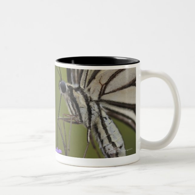 Caneca De Café Em Dois Tons Borboleta de Swallowtail na flor, Chiba (Direita)