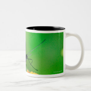 Caneca De Café Em Dois Tons Borboleta do rosina do carteiro que recolhe o