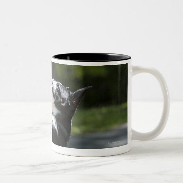 Caneca De Café Em Dois Tons Boston Terrier 2 (Direita)