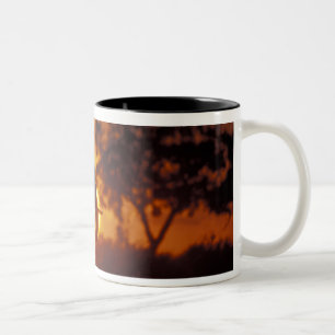Caneca De Café Em Dois Tons Botswana, Parque Nacional Chobe, Elefante Macho