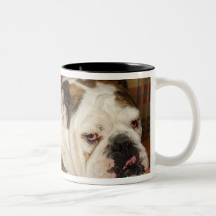 Caneca De Café Em Dois Tons buldogue que encontra-se em um sofá