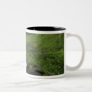 Caneca De Café Em Dois Tons Cachoeira Latourell, Desfiladeiro do Rio Columbia,