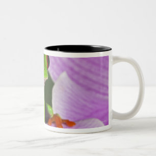 Caneca De Café Em Dois Tons Callidryas de Agalychnis