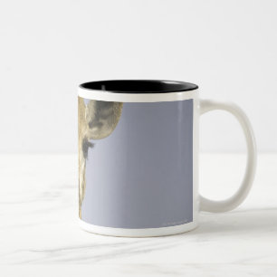 Caneca De Café Em Dois Tons (camelopardalis do giraffa), olhando a câmera,
