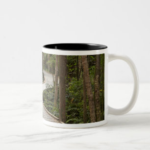 Caneca De Café Em Dois Tons Caminho de barco para Nelson Falls, Franklin - Gor