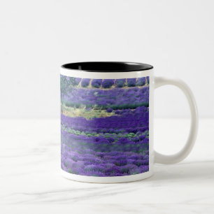 Caneca De Café Em Dois Tons campos de Lavanda, Vence, Provence, França