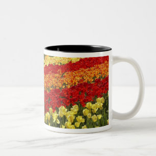 Caneca De Café Em Dois Tons Campos de Tulipa, perto de Tapanui, West Otago, Su