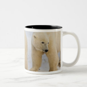 Caneca De Café Em Dois Tons Canadá, Baía de Hudson. Mãe ursa polar com dois