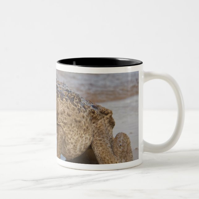 Caneca De Café Em Dois Tons Cane Toad Rhinella marina, anteriormente Bufo (Direita)