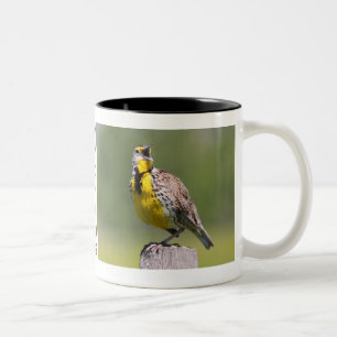 Caneca De Café Em Dois Tons Caneca-Meadowlark de Wyoming