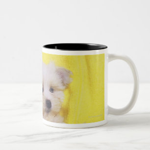 Caneca De Café Em Dois Tons Cão maltês; é uma raça pequena do cão branco 