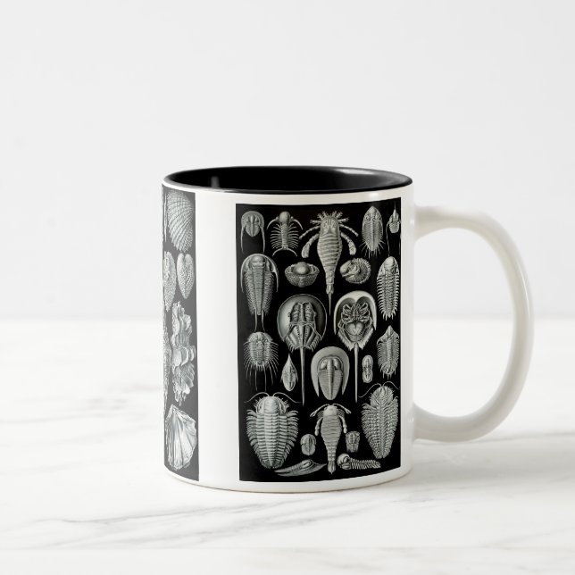 Caneca De Café Em Dois Tons Caranguejos em ferradura, Trilobites & caracóis (Direita)