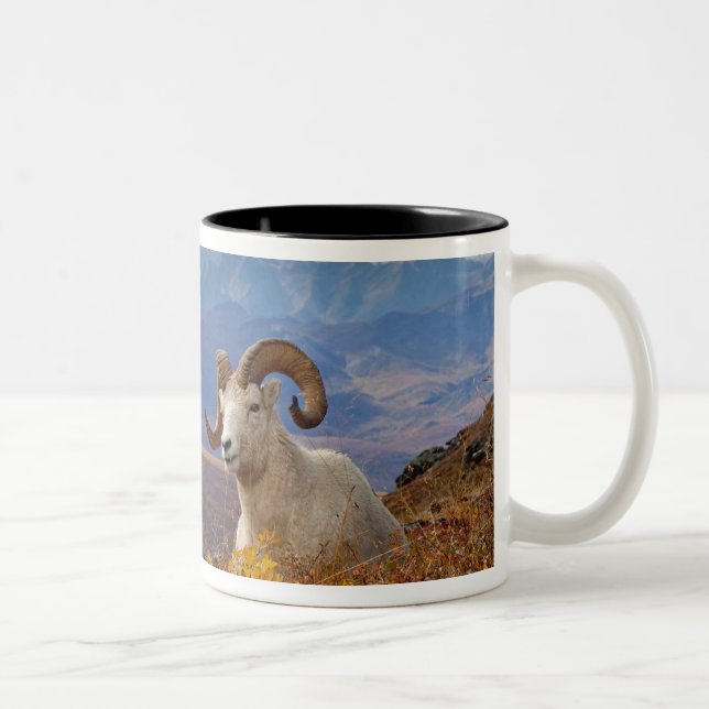 Caneca De Café Em Dois Tons carneiro de Dall, Ovis dalli, carneiro (Direita)