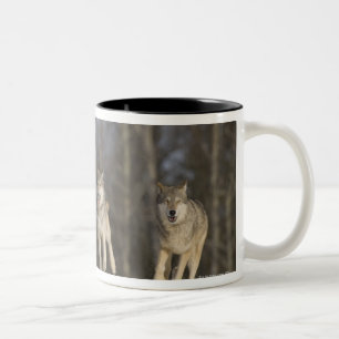 Caneca De Café Em Dois Tons Cativo, Duluth, Minnesota, EUA 2