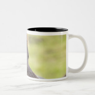 Caneca De Café Em Dois Tons Cavalo islandês com expressão engraçada