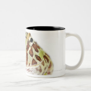 Caneca De Café Em Dois Tons Ceratophrys Cranwelli, o sapo Horned de Cranwell,