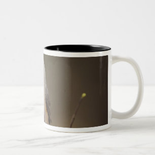 Caneca De Café Em Dois Tons Chapim-de-crista-preta, Baeolophus