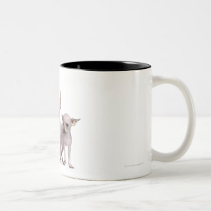 Caneca De Café Em Dois Tons Chihuahua calva (5 e 7 meses velho)