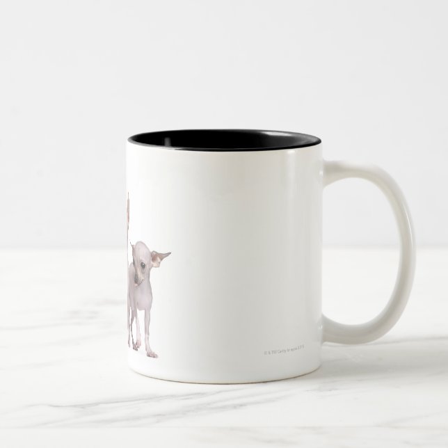 Caneca De Café Em Dois Tons Chihuahua calva (5 e 7 meses velho) (Direita)