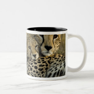 Caneca De Café Em Dois Tons Chita, Acinonyx jubatus, com filhote no Masai 2