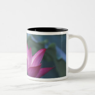 Caneca De Café Em Dois Tons Close-up da flor de lótus vermelha e folhas verdes