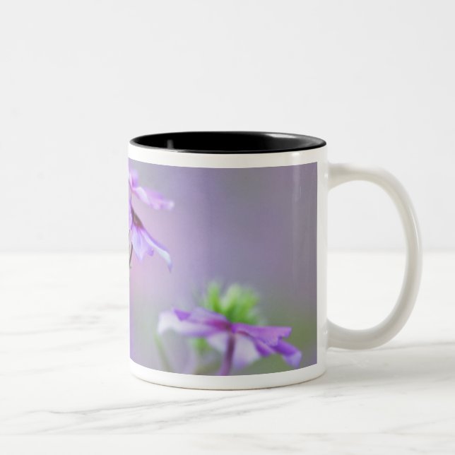 Caneca De Café Em Dois Tons Close-up de Phlox Drummond, Phlox drummondi, (Direita)
