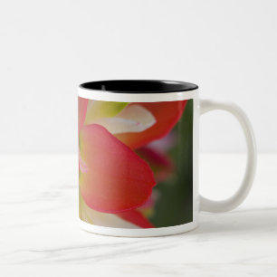 Caneca De Café Em Dois Tons Close-up do Pincel de Pintura Indiano perto de Gay