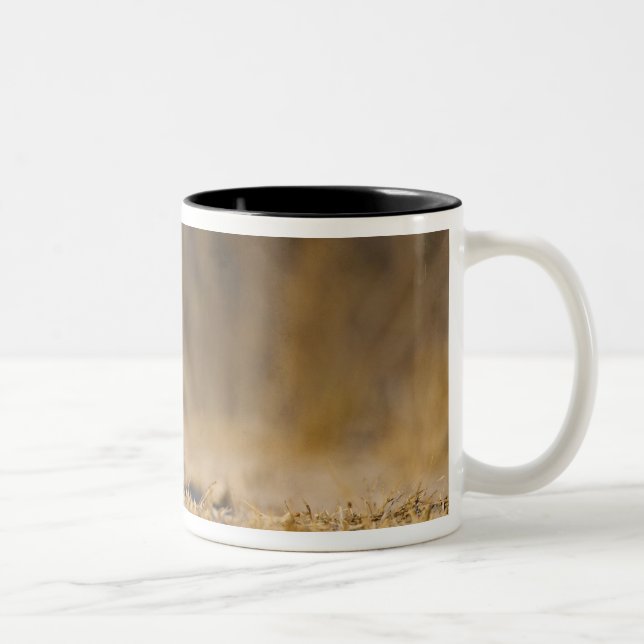 Caneca De Café Em Dois Tons coelho-da-cotovia-oriental saltando (Direita)