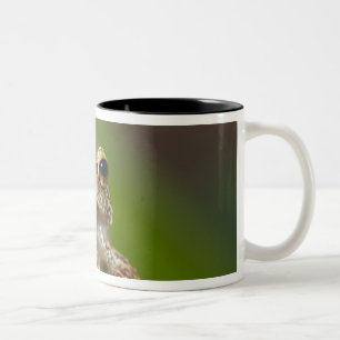 Caneca De Café Em Dois Tons Coqui comum, coqui do Eleutherodactylus, EL