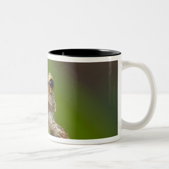 Caneca De Café Em Dois Tons Coqui-comum, Eleutherodactylus coqui (Direita)