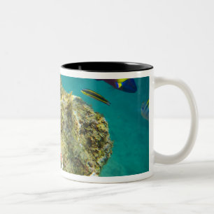Caneca De Café Em Dois Tons Cortez Rainbow Wrasse macho e fêmea e mar