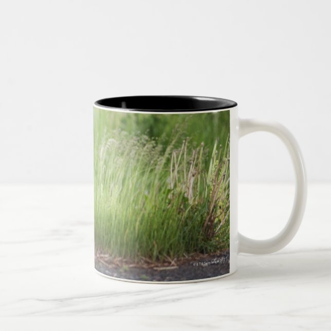 Caneca De Café Em Dois Tons Coruja na grama (Direita)
