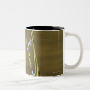 Caneca De Café Em Dois Tons Damselflies de acoplamento