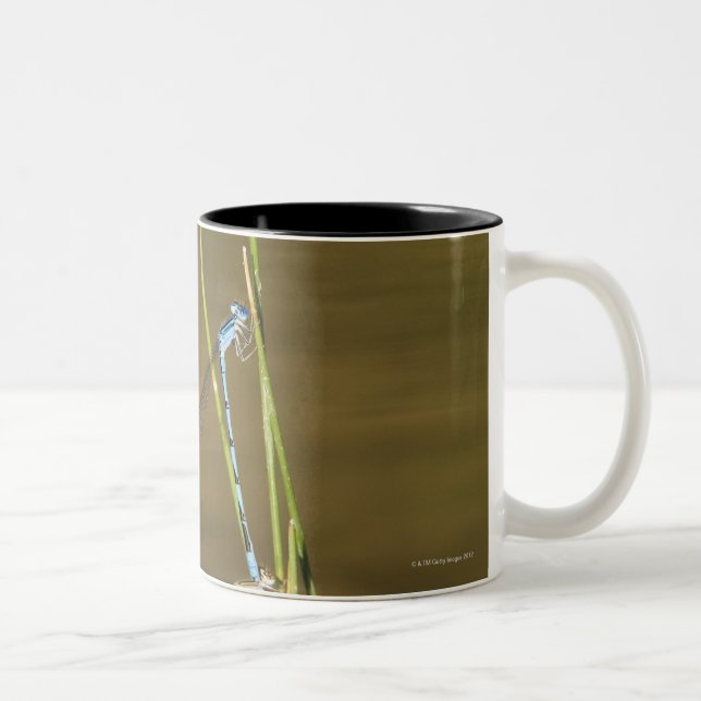 Caneca De Café Em Dois Tons Damselflies de acoplamento (Direita)