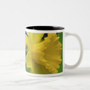 Caneca De Café Em Dois Tons Detalhe das flores de daffodil e hyacinth. Crédito