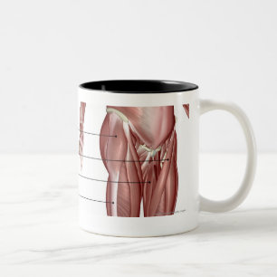 Caneca De Café Em Dois Tons Diagrama do sistema muscular