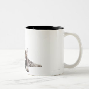 Caneca De Café Em Dois Tons Dois gatinhos do gato de racum de Maine