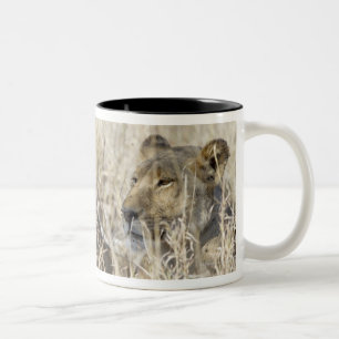 Caneca De Café Em Dois Tons Dois leões escondidos na grama seca, nacional de