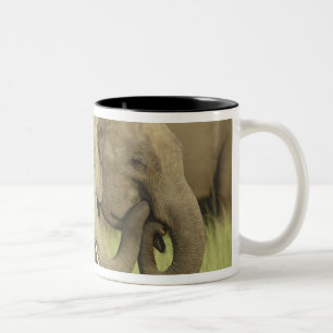 Caneca De Café Em Dois Tons Elefantes asiáticos indianos