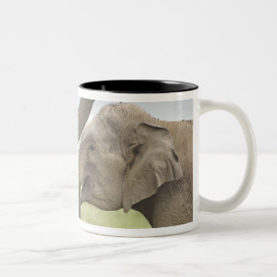 Caneca De Café Em Dois Tons Elefantes asiáticos indianos jogam lutando