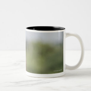 Caneca De Café Em Dois Tons Equitação do babuíno de Chacma do bebê (ursinu
