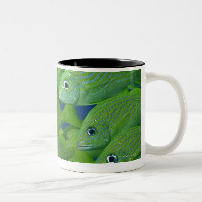 Caneca De Café Em Dois Tons Escola do francês bluestriped e dos grunhidos do (Direita)
