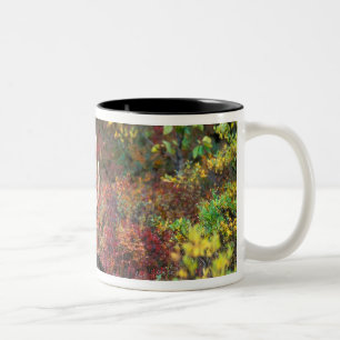 Caneca De Café Em Dois Tons EUA, Alasca, Parque Nacional Denali, Alce