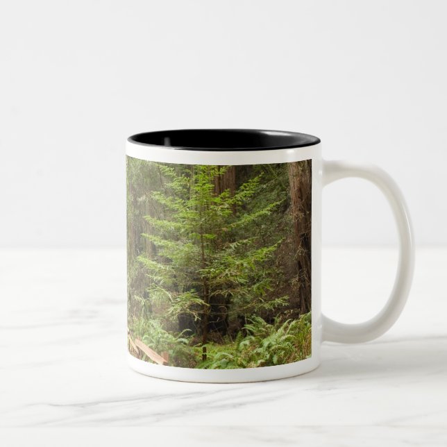 Caneca De Café Em Dois Tons EUA, Califórnia, Condado de Marin, Muir Woods (Direita)