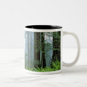 Caneca De Café Em Dois Tons EUA, Califórnia, Redwood NP. Sequoias