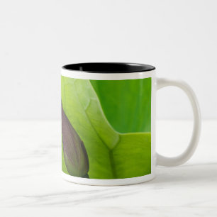 Caneca De Café Em Dois Tons EUA; Carolina do Norte; Folha e broto de lótus