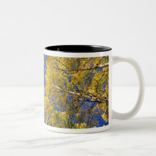 Caneca De Café Em Dois Tons EUA, Colorado, área de Aspen. Floresta aspida no 