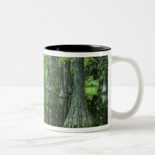 Caneca De Café Em Dois Tons EUA, Flórida, Floresta Nacional de Apalachicola, 