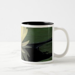 Caneca De Café Em Dois Tons EUA, Kentucky, Lírio de água doméstico de Louisvil